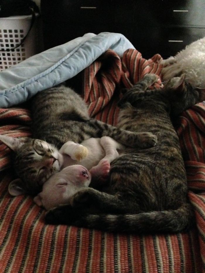 Кошки воспитывают трёхногого щенка, которого пыталась съесть его мать кошки, питбуль, щенок