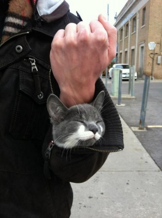 Коты, которые предпочитают необычные места обитания Коты, которые предпочитают необычные места обитания веселые картинки