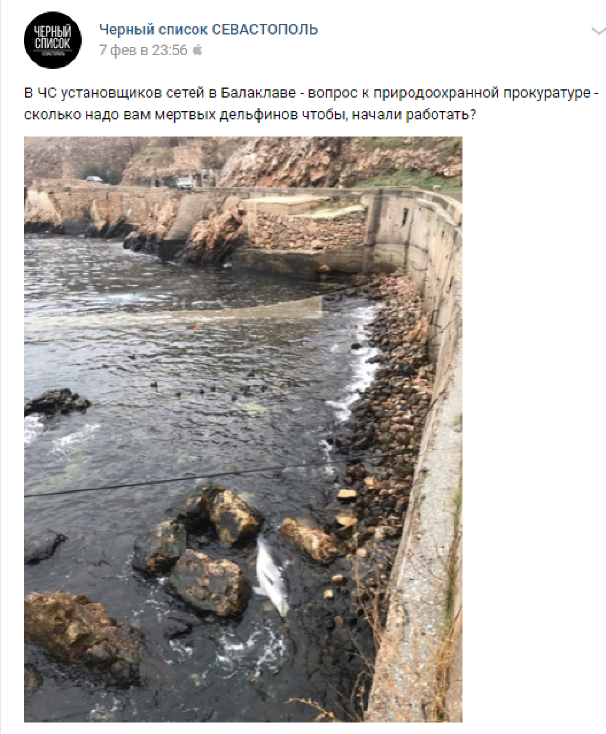 В Крыму рассказали, из-за чего в Черном море продолжают гибнуть дельфины