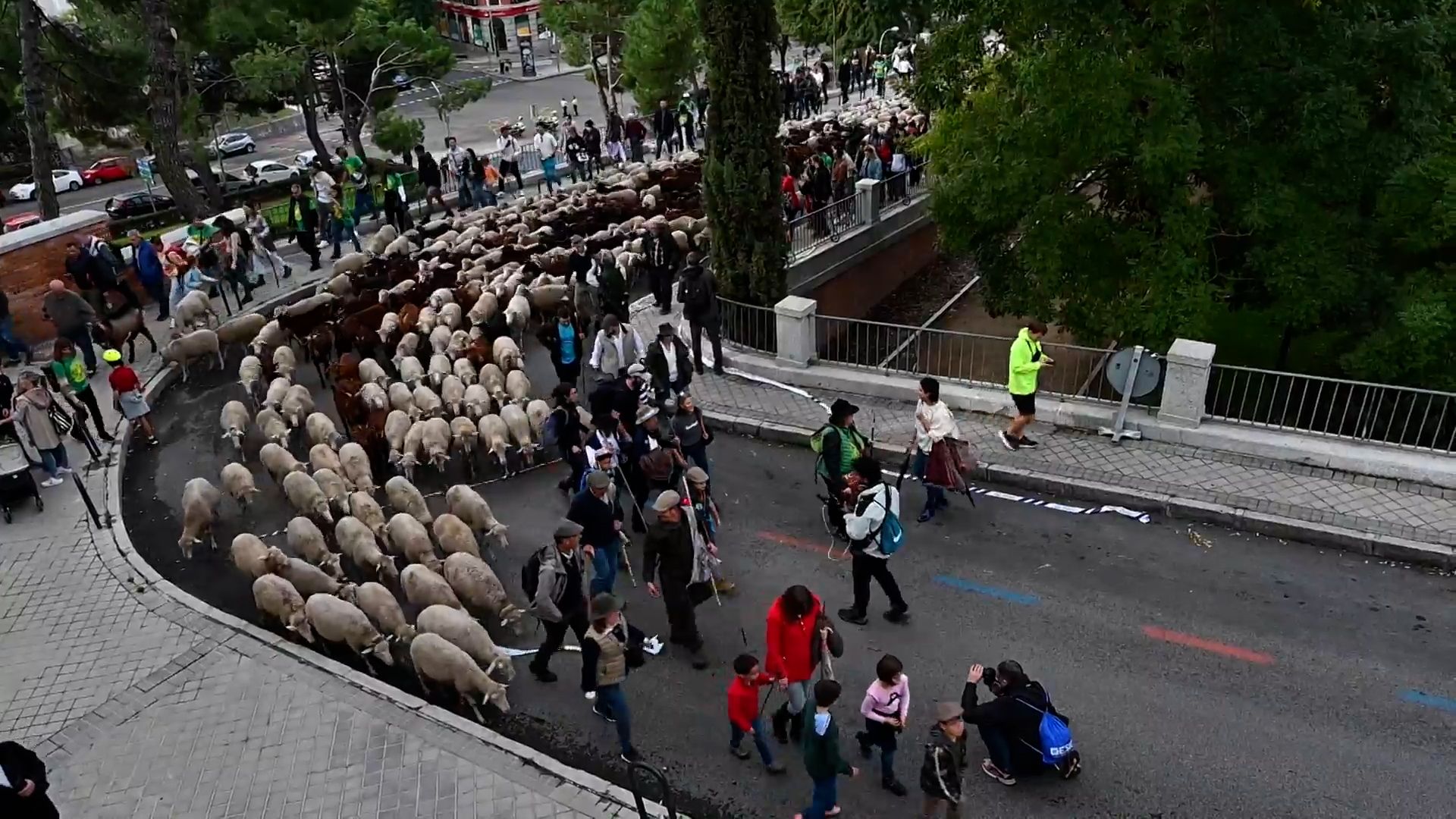 1000 овец прошли по улицам Мадрида в рамках фестиваля отгонного животноводства Видео,Репортажи,ФАН-ТВ