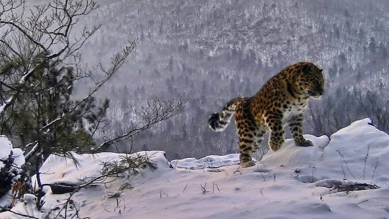 Фотоловушка у Кравцовских водопадов засняла «арию» дальневосточного леопарда Общество