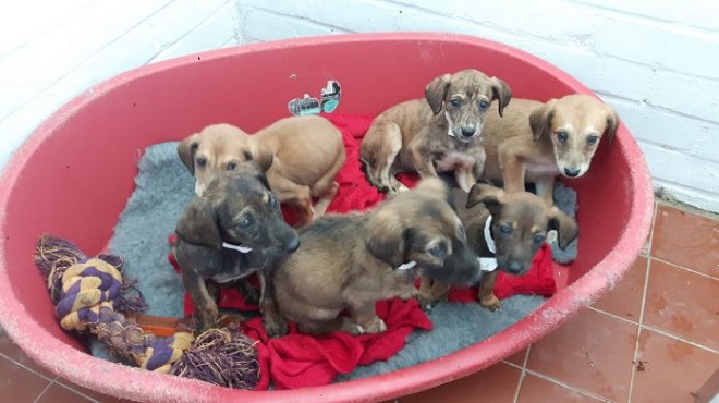 Люди нашли шестерых голодных щенков, которых кто-то закрыл в тесной клетке