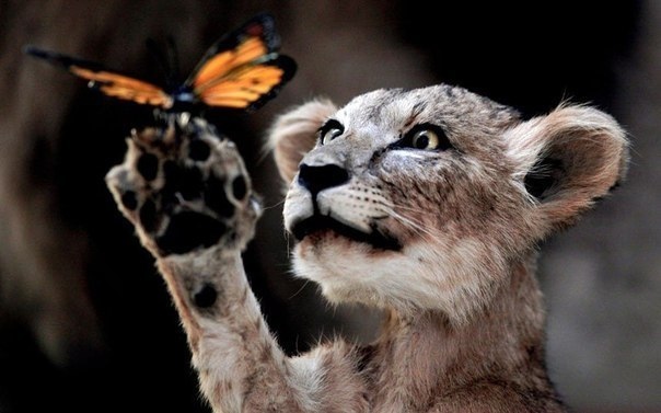 Подборка смешных картинок и красочных фото приколов из нашей жизни Подборка смешных картинок и красочных фото приколов из нашей жизни красивые фотографии,приколы,угарные фотки,шикарные фотографии