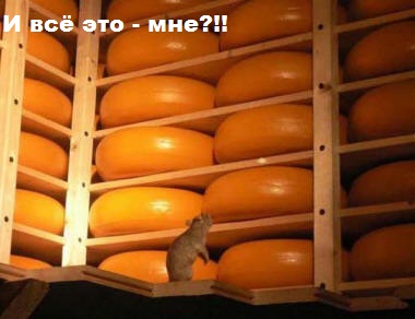 ЖИЗНЬ ЖИВОТНЫХ  Сначала, милота, настроения             , жизненные, ситуации                                                               