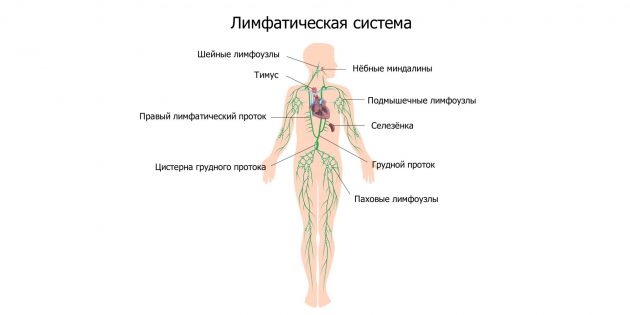 Лимфатическая система: воспаление лимфоузлов 