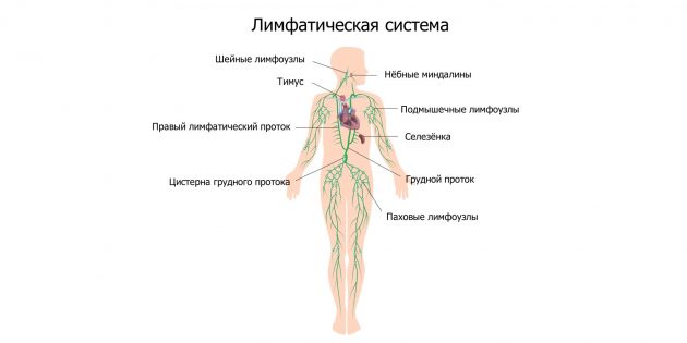 Почему в паху воспаляются лимфоузлы и что с ними делать лимфоузлов, могут, лимфоузлы, воспаление, органы, можно, чтобы, после, который, Иногда, появляются, заболевания, лимфатические, других, воспаления, больше, всему, увеличение, бактерии, через