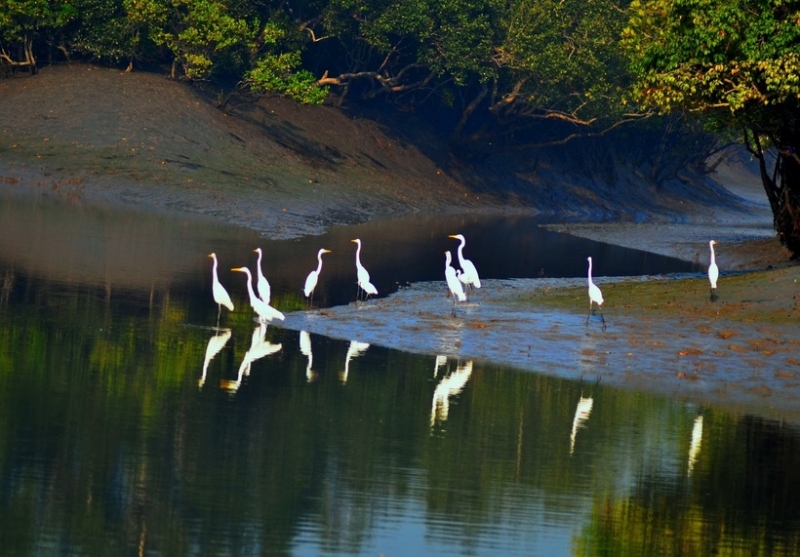 Сундарбан — самый грандиозный мангровый лес на планете, который защищает Калькутту 