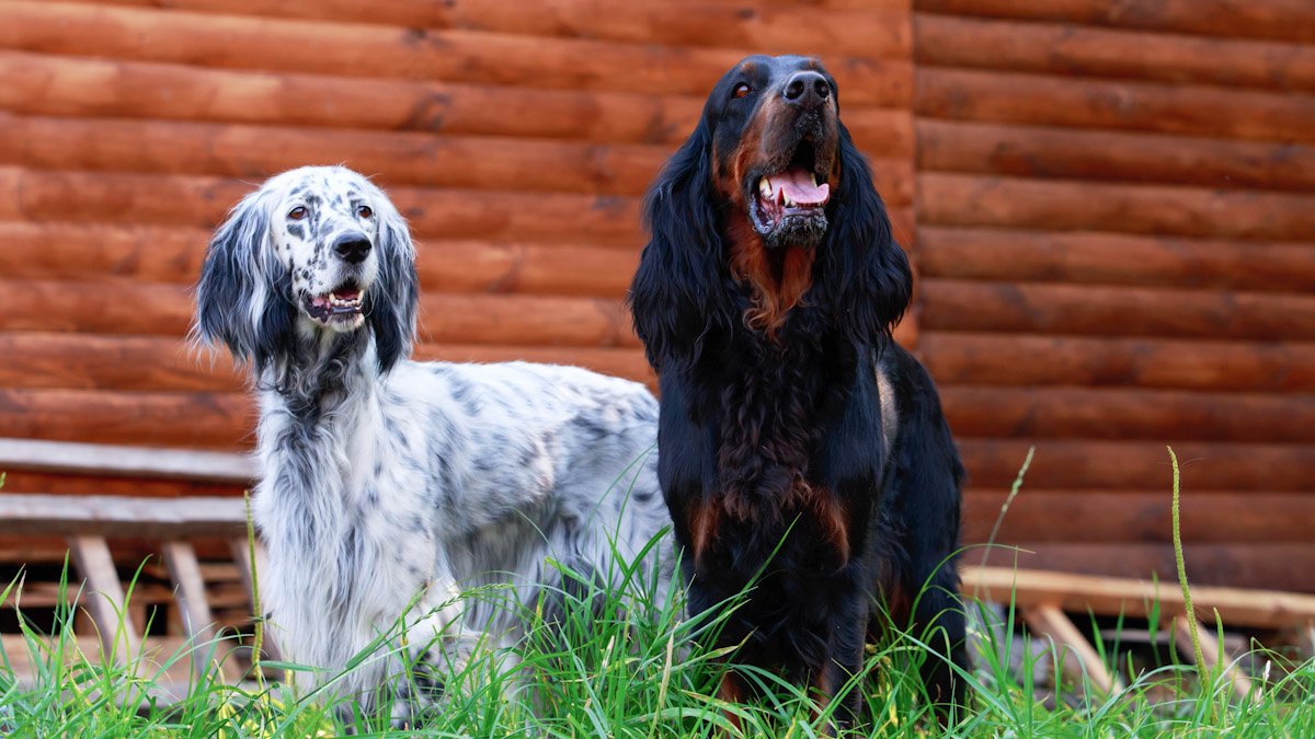 Не только колли: шотландские породы собак породы, Шотландии, когда, собак, очень, охоты, собака, порода, шерстью, ушами, поэтому, терьер, кернов, камней, называлась, дирхаундов, годов, гордонсеттер, 1600х, происхождение