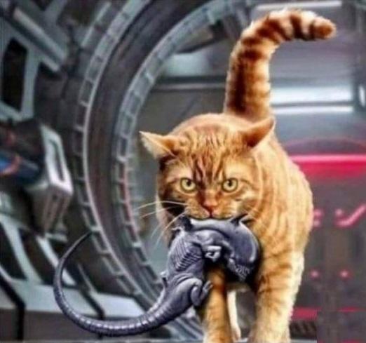 Без кота и жизнь не та Без кота и жизнь не та спасет, животное, спасёт, припёрсси , такую, свободу , хочет , режут, рядом, Потому, слезами , Горькими, плачет , Котэматрёшка Кот, лапки , пострадало , взгляда , планету , последний, Любовь