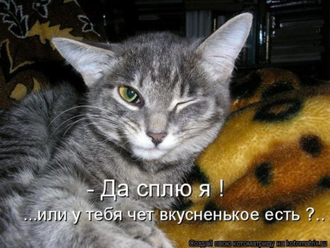ЖИЗНЬ ЖИВОТНЫХ  Сначала, милота, настроения             , жизненные, ситуации                                                               