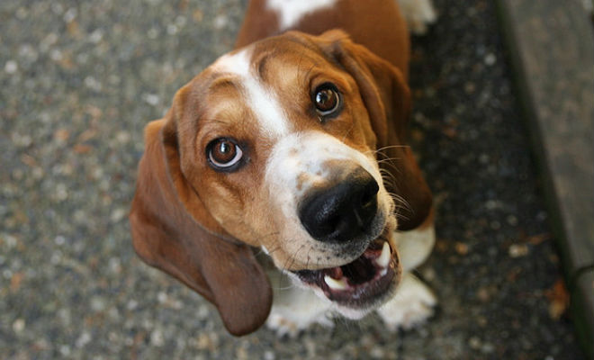 5 самых добрых в мире собак 5 самых добрых в мире собак Культура