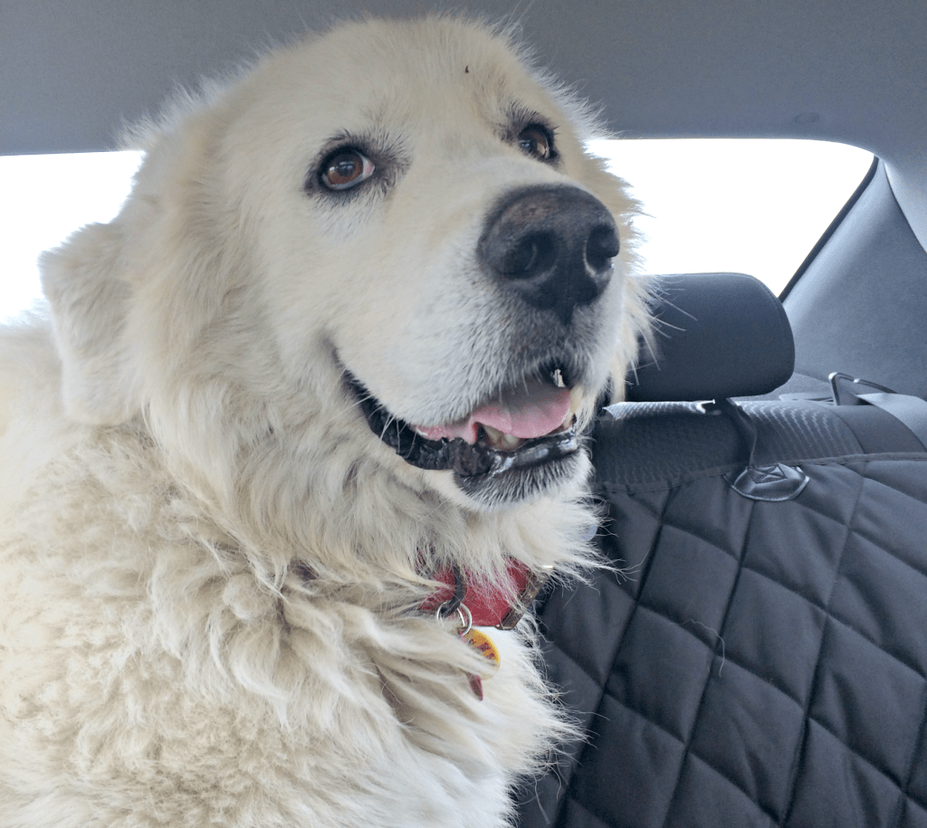 Sam | Great Pyrenees | It's Dog or Nothing