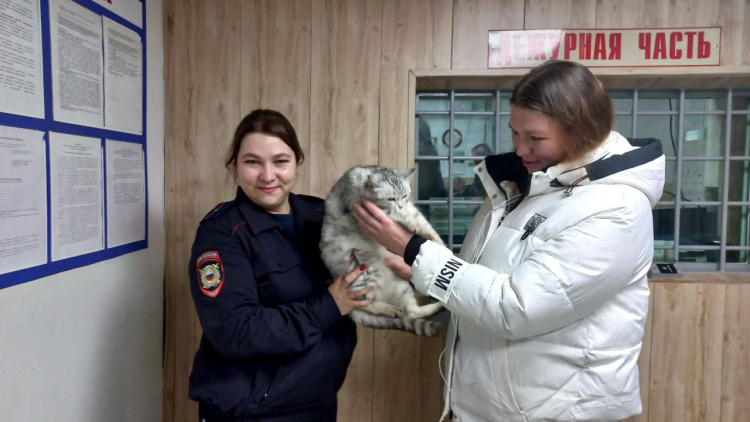 В Апшеронске полицейские-кинологи приютили кошку и нашли ее хозяйку: животному требовалась помощь