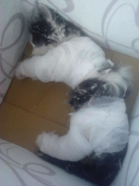 Дети скинули котенка с 8 этажа, а потом наблюдали, как он падал вниз…