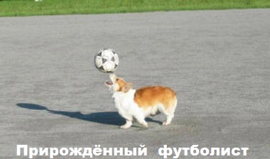 ЖИЗНЬ ЖИВОТНЫХ  Сначала, милота, настроения             , жизненные, ситуации                                                               