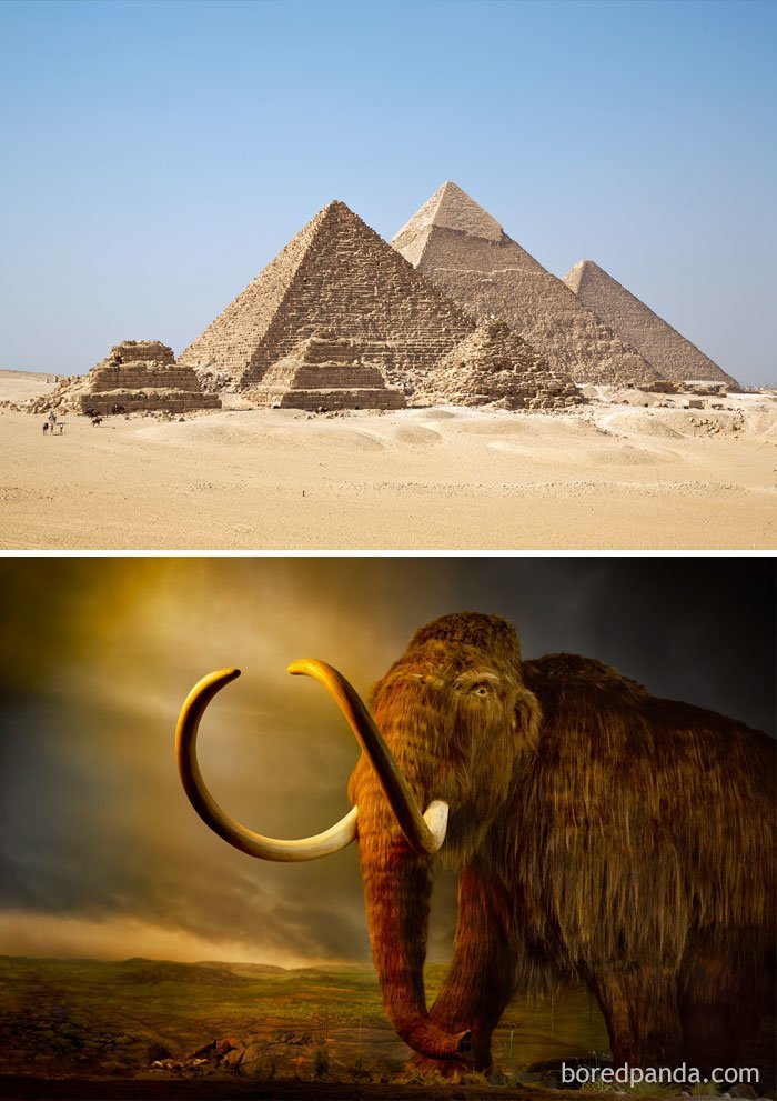 2. Шерстистые мамонты были еще живы, когда египтяне строили свои пирамиды (2660 г. до н. э.) интересное, исторические факты, история, познавательно, сша, факты, факты в картинках