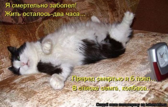 Устал, как собака? Отдохни, как кошка! Устал, как собака? Отдохни, как кошка!