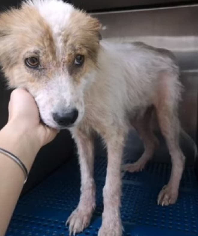 Пес в приюте