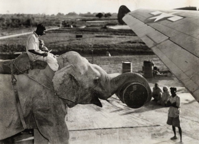 слон грузит товары в самолет