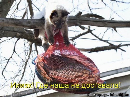 Новая котоматрица для хорошего настроения (32 фото)