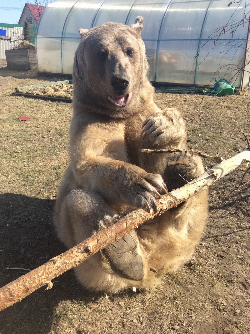 Домашний Медведь Фото