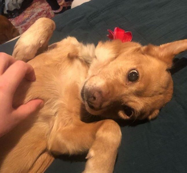 собака на полу