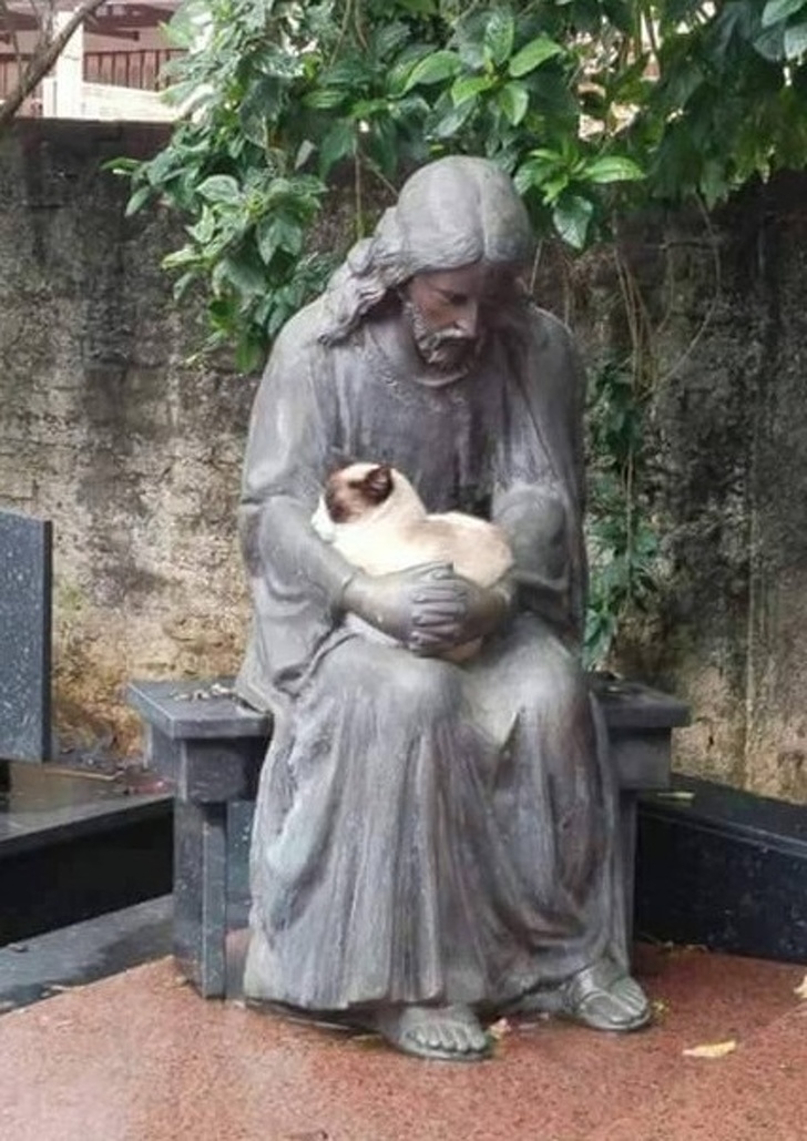 Доказательства того, что быть котом — настоящее искусство 