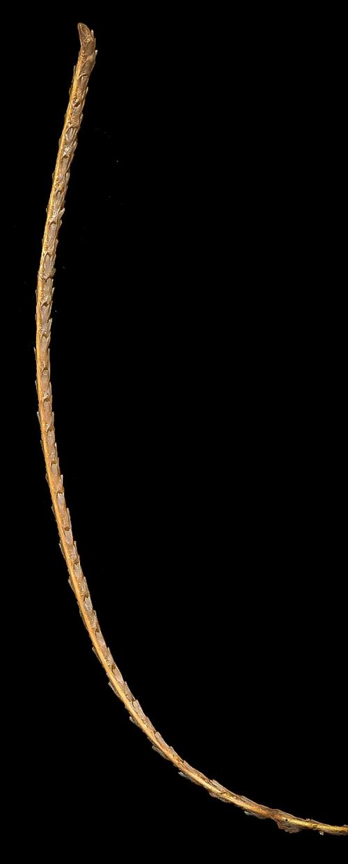 Новые животные 2019. Фотографии новых и необычных видов животных, открытых в 2019 году