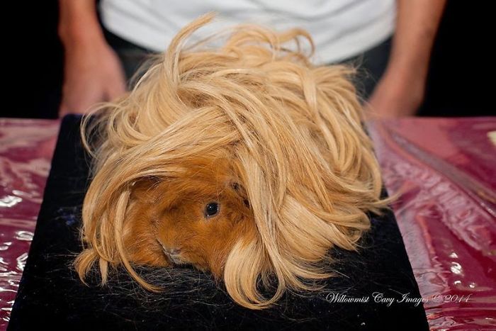 Long-haired-guinea-pigs