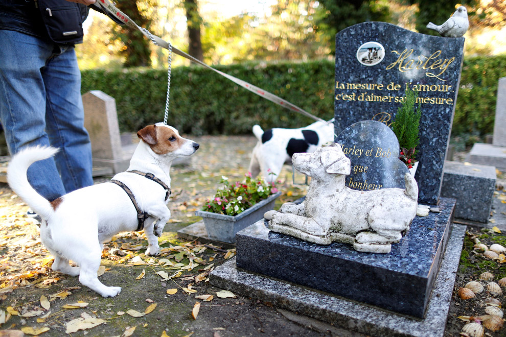 Кладбище собак архитектура,животные,интересное,кладбище,собаки