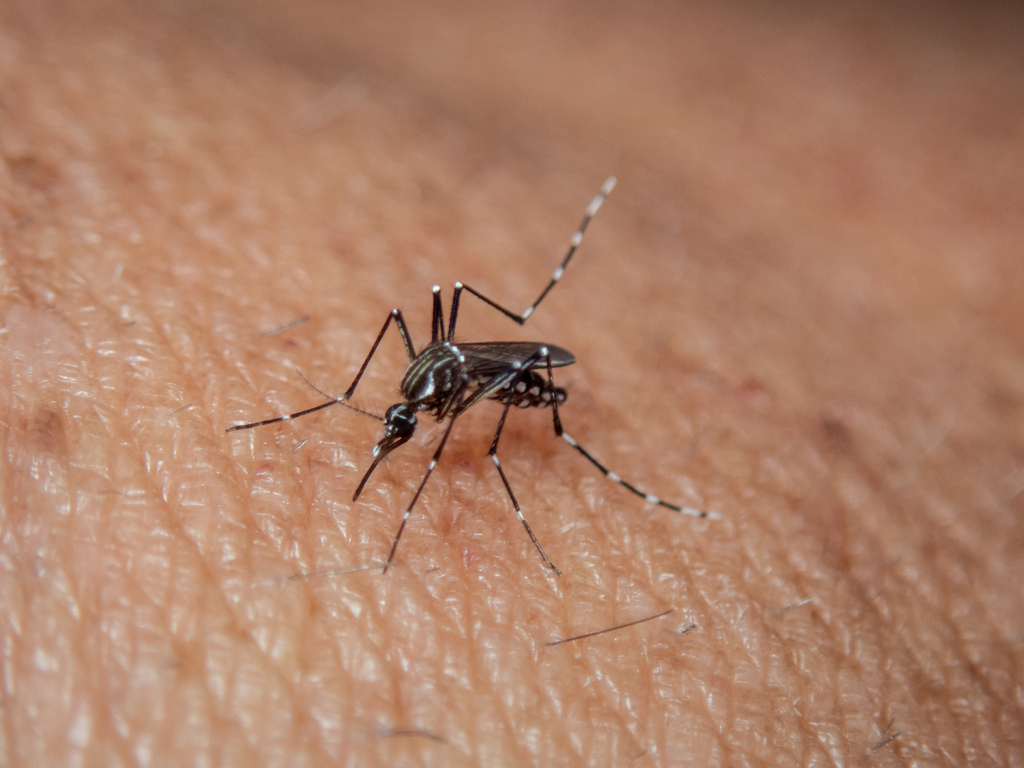 Режим ЧС объявили из-за вспышки лихорадки денге в Пуэрто-Рико