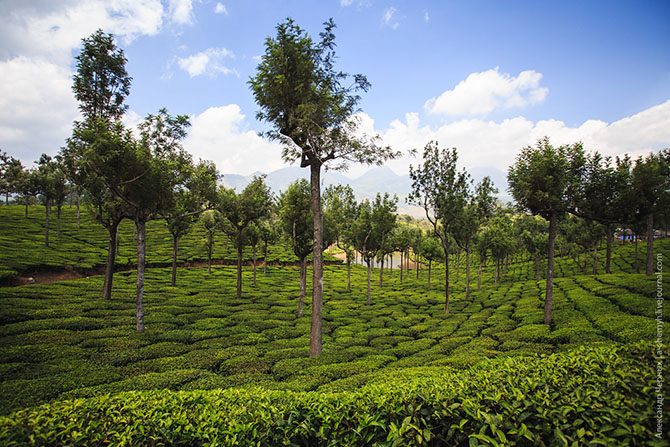Индийские чайные плантации. Фоторепортаж плантаций, плантациях, просто, может, такие, плантации, чайный, листья, кусты, листьями, хорошего, собирать, месте, находится, везде, сумку, которой, можно, чайных, очень