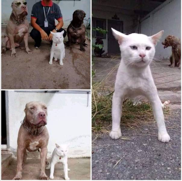 Подборка прикольных картинок  приколы,смешные картинки,юмор