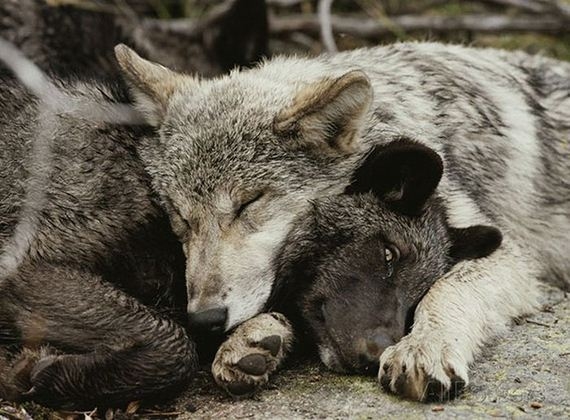 Милые животные, спят друг на друге, подушка