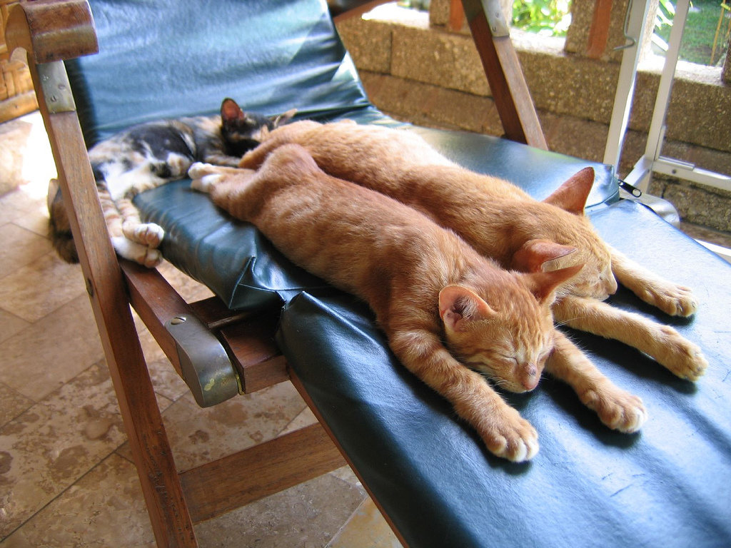 Расслабилась с другом. Котик отдыхает. Расслабленный кот. Коты расслабляются.