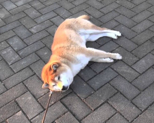 когда собаки ведут себя как люди