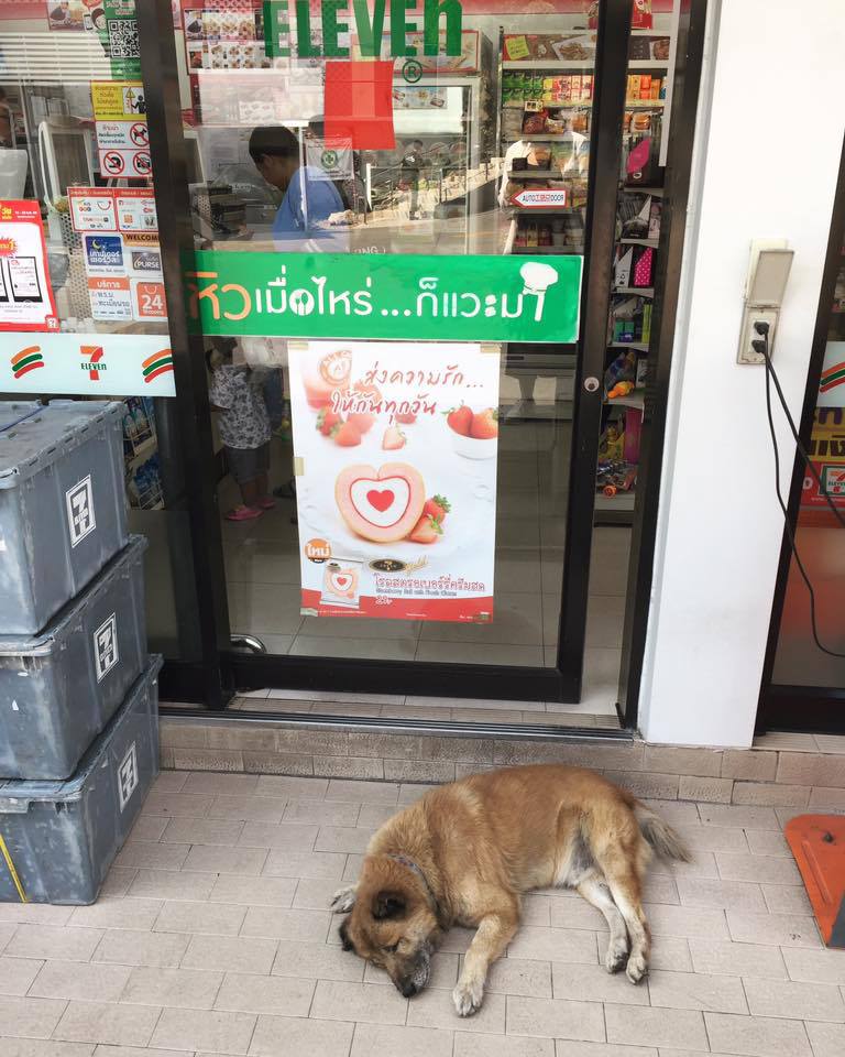 В Таиланде не закрывают двери магазинов, чтобы в жарищу как-то помочь песикам и котикам супер