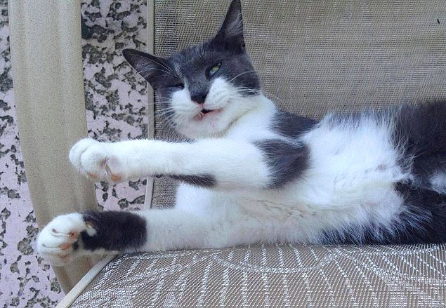 НЕфотогеничные кошки... Да, да, и такие бывают!