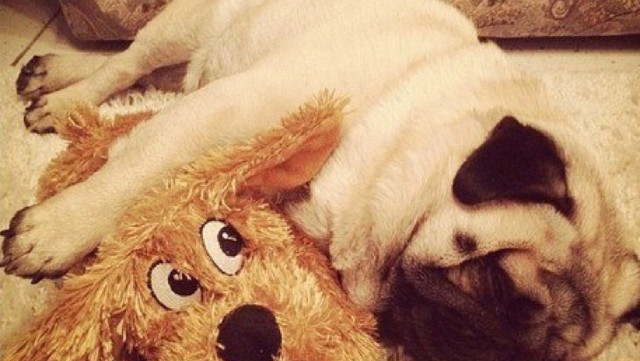 Спим в неожиданных местах и позах