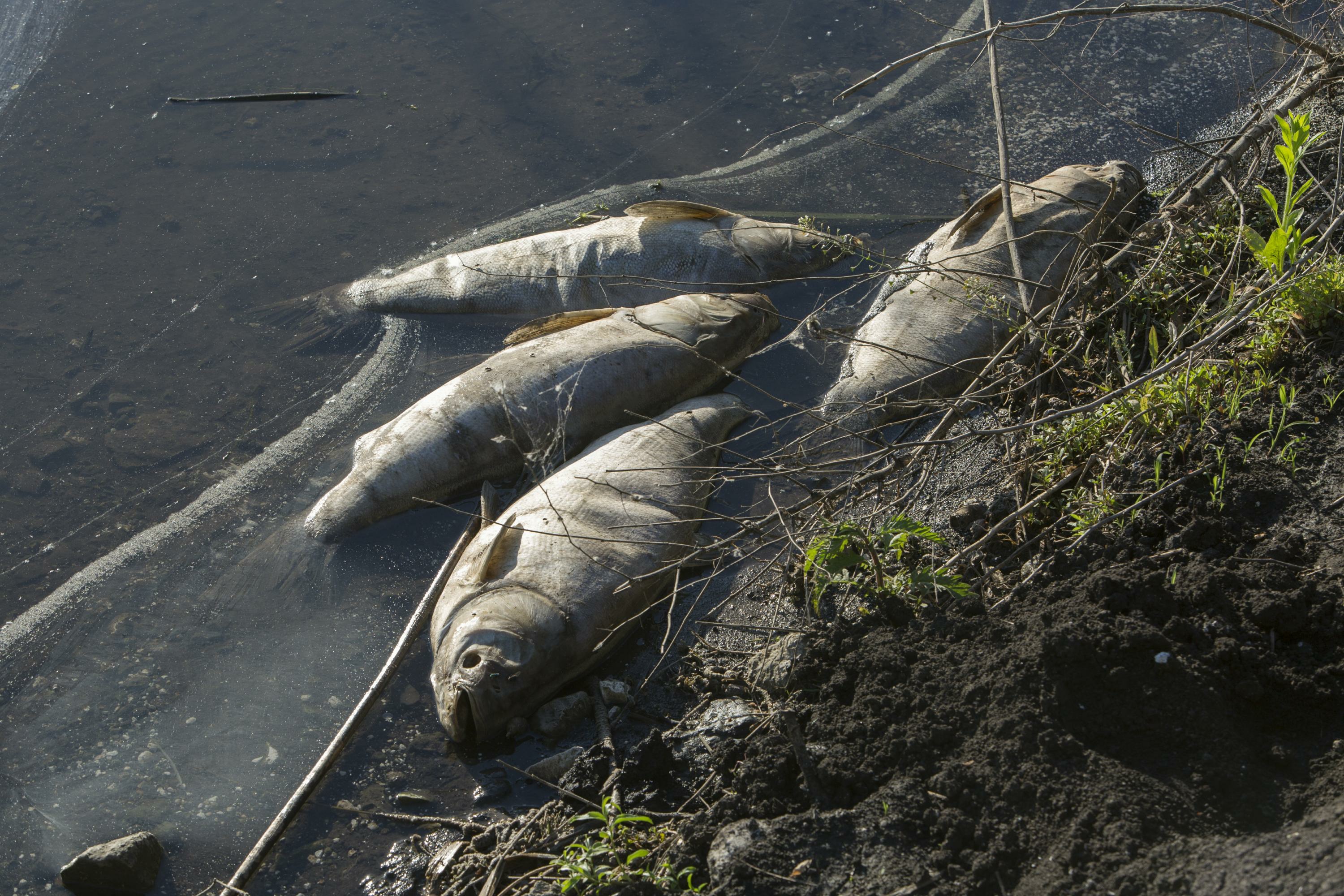Рыбки гибнут. Массовая гибель рыбы. Экологическая катастрофа рыбы.