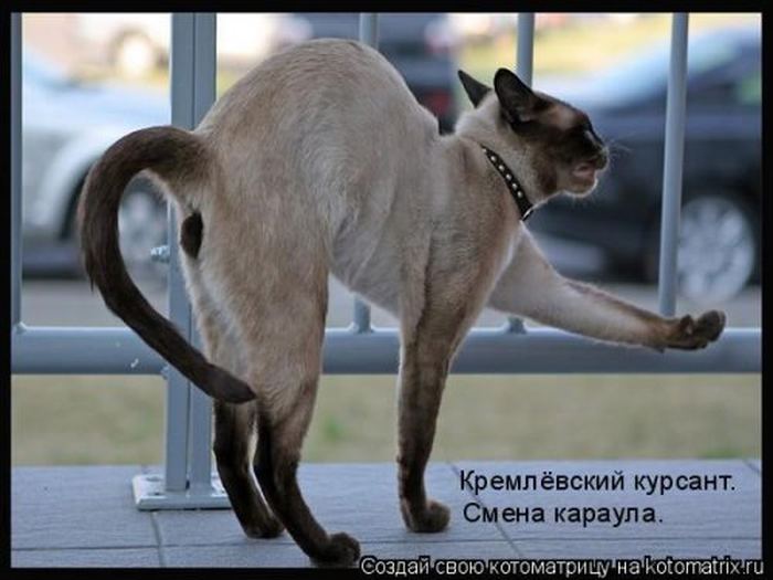 Устал, как собака? Отдохни, как кошка! Устал, как собака? Отдохни, как кошка!