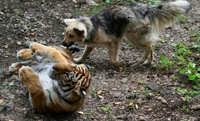 Собака дружила с тигром в детстве, но их разлучили. Хозяин снял встречу через несколько лет на видео