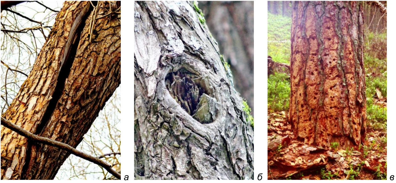 Рис. 4. Механические (а-б) и биологические (в) повреждения древесины, способствующие её заражению дереворазрушающими грибами. а – трещина ствола дерева; б – место сломанного и выпавшего сука; в – ходы жуков-древоточцев, вскрытые желной Dryocopus martius. Национальный парк «Себежский», 2015-2016 годы. Фото автора.