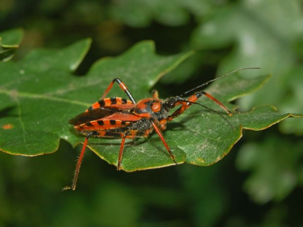 Хищнецы (лат. Reduviidae) (англ. Assassin Bugs)