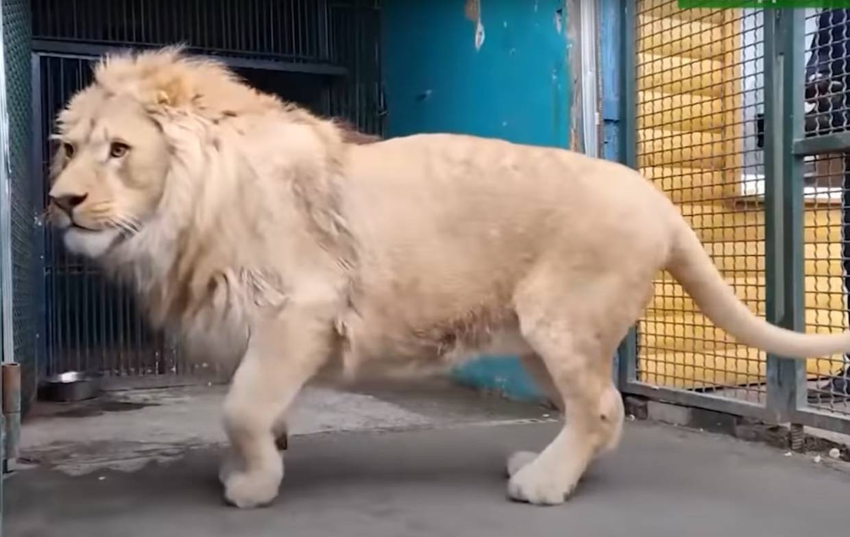 «Симбахаус» для спасенного от живодеров льва построили в Африке
