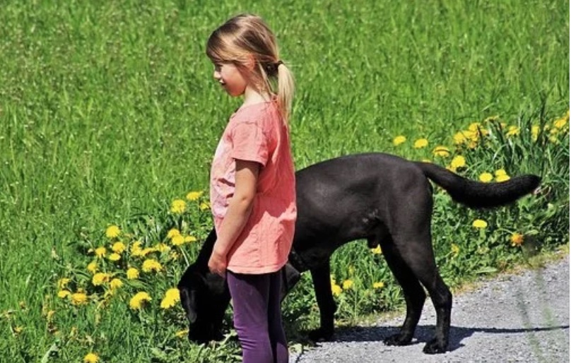 Оставлю все двоюродной племяннице, потому что сын и невестка не любят мою собаку