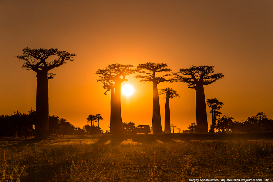 Avenue of the Baobab / Аллея Баобабов