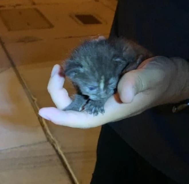 Котенка держат