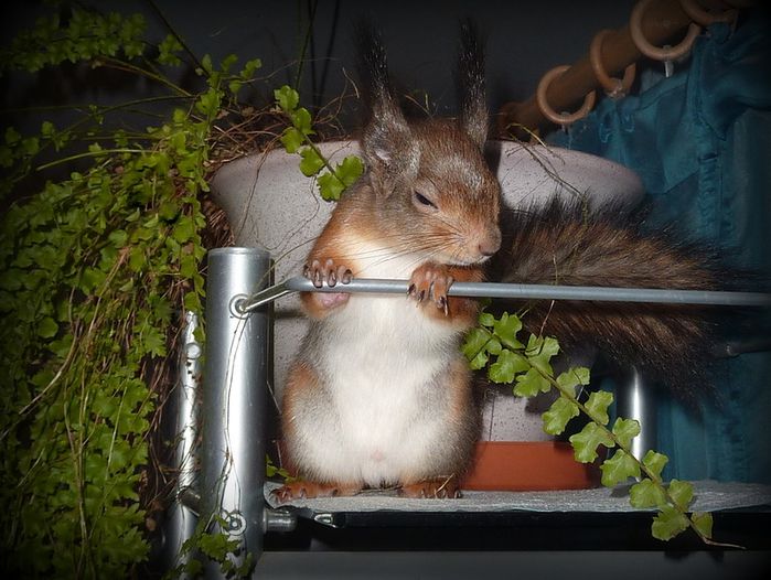 Животные, белка, позитив