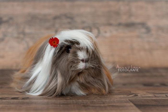 Long-haired-guinea-pigs